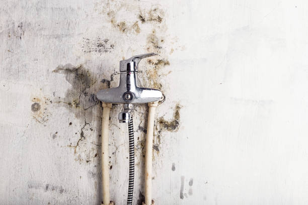Best Same-Day Mold Removal  in Rich Hill, MO
