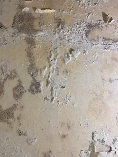 Best Mold Removal Near Me  in Rich Hill, MO