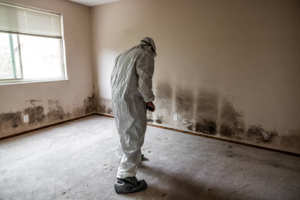 Best Mold Damage Repair  in Rich Hill, MO