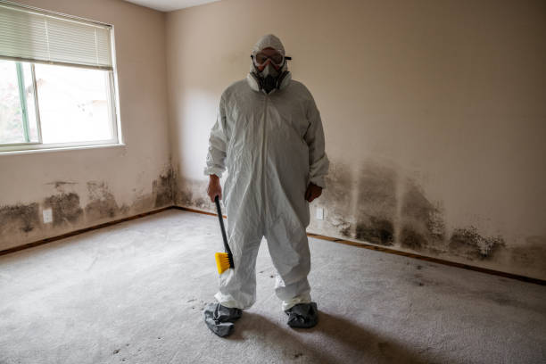 Best Attic Mold Removal  in Rich Hill, MO