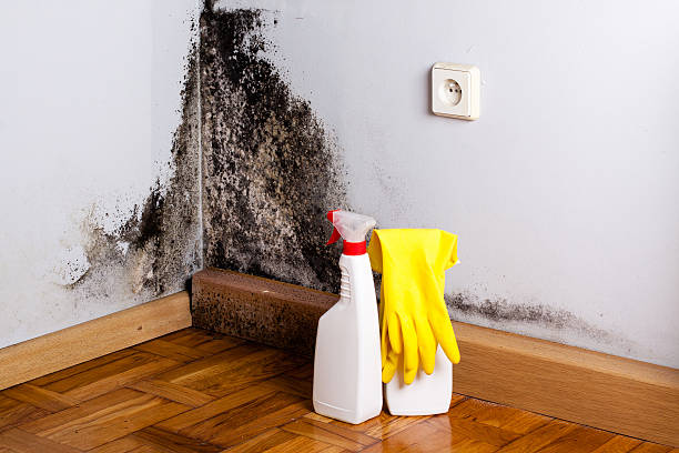 Best Office Mold Removal Services  in Rich Hill, MO