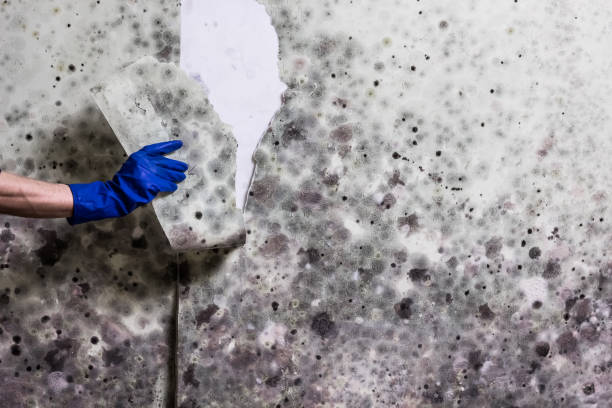 Best Emergency Mold Removal  in Rich Hill, MO