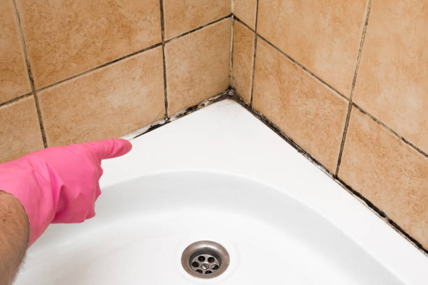 Best Professional Mold Removal  in Rich Hill, MO