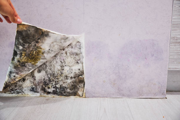 Mold Testing and Removal in Rich Hill, MO